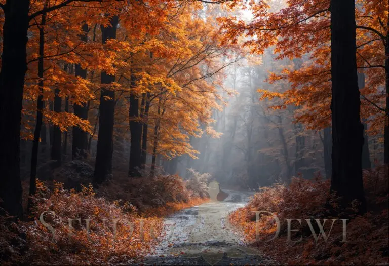 a path through a forest with orange leaves